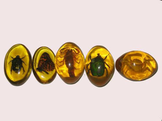 琥珀真实图片 琥珀有哪些种类   第1张