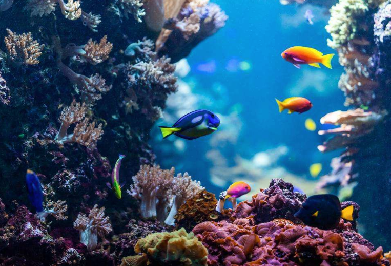 珊瑚礁图片 珊瑚礁是怎么形成的   第1张