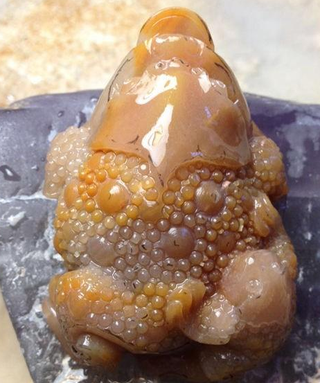 《母子金蟾》告诉你顽石雕与不雕有什么区别   第4张