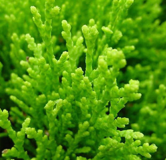 珊瑚草的功效与禁忌 珊瑚草是什么 第2张