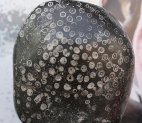 珊瑚化石一般值多少钱_收藏价值   第1张