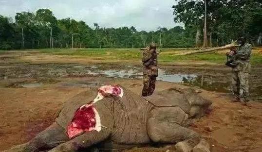 不只是象牙 象皮也难逃被制成珠宝的厄运   第3张