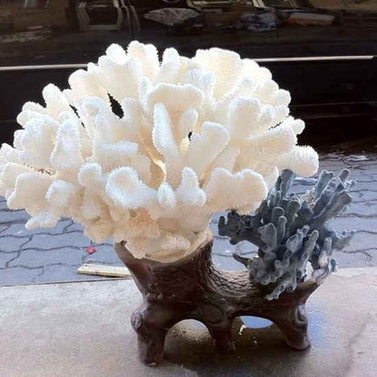 摆放白珊瑚禁忌 摆放白珊瑚的作用   第2张