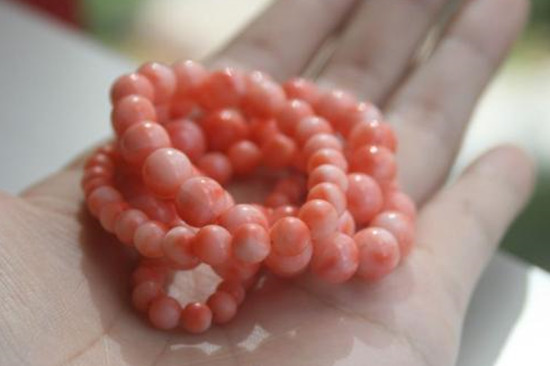 momo珊瑚图片介绍 momo珊瑚价格是多少   第2张