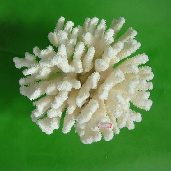 摆放白珊瑚禁忌 摆放白珊瑚的作用   第1张