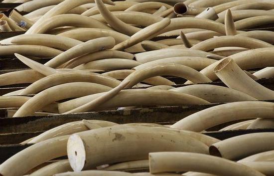 不只是象牙 象皮也难逃被制成珠宝的厄运   第4张