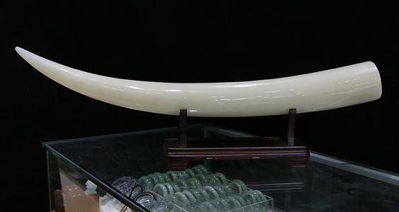 象牙玉化后图片 如何鉴别真假 