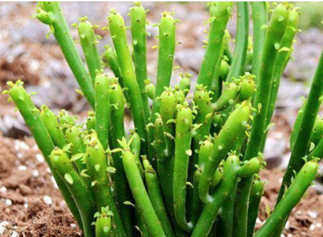 膨珊瑚开花图片 膨珊瑚开花期多长时间   第2张