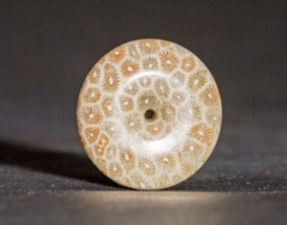 珊瑚价格 哪种珊瑚价格最贵   第2张