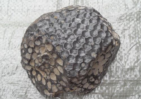 珊瑚化石图片及市场价格 珊瑚化石的由来   第2张