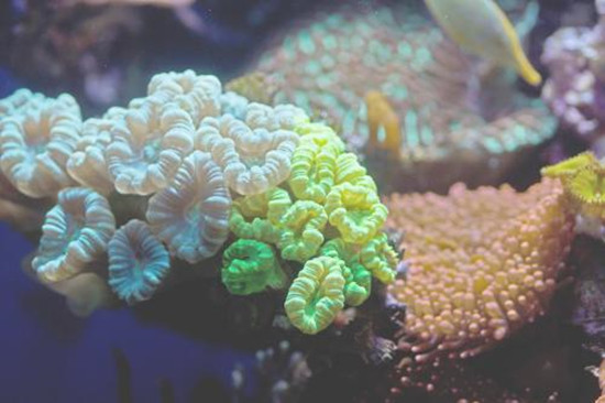 珊瑚怎样恢复光泽 珊瑚选购的技巧   第2张