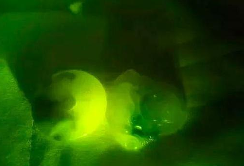 它曾被称为“翡翠”照妖镜，却为何越来越不灵了？  第8张