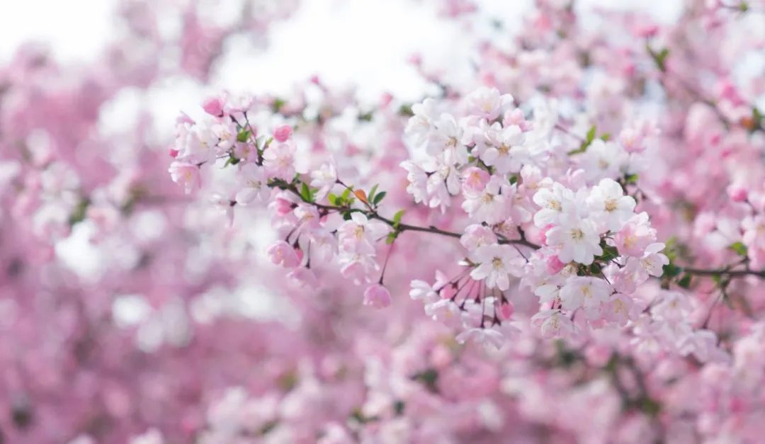 如诗如画，带你领会翡翠的四季轮换之美  第2张