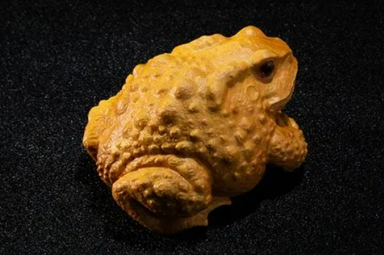 金蟾上的灰可以随便擦吗  第10张